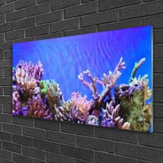 tulup.si Slika na akrilnem steklu Barrier reef narava 100x50 cm 4 obešalnika