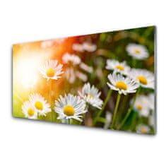 tulup.si Slika na akrilnem steklu Marjetice flowers rays 140x70 cm 2 obešalnika