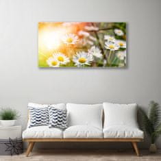 tulup.si Slika na akrilnem steklu Marjetice flowers rays 100x50 cm 4 obešalnika