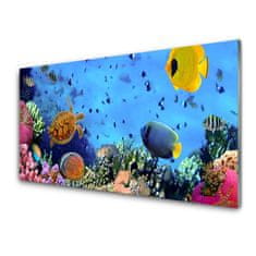 tulup.si Slika na akrilnem steklu Barrier reef narava 100x50 cm 2 obešalnika