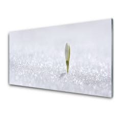 tulup.si Slika na akrilnem steklu Snowdrop sneg winter 100x50 cm 4 obešalnika