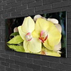 tulup.si Slika na akrilnem steklu Orchid cvetni listi 100x50 cm 2 obešalnika