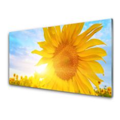 tulup.si Slika na akrilnem steklu Sončnica sun flower 100x50 cm 4 obešalnika