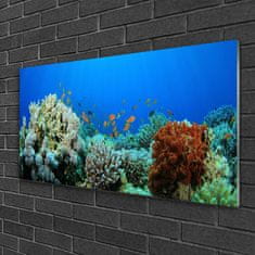 tulup.si Slika na akrilnem steklu Barrier reef narava 100x50 cm 4 obešalnika