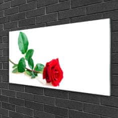 tulup.si Slika na steklu Rose flower rastlin narava 120x60 cm 4 obešalnika