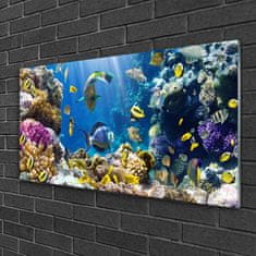 tulup.si Slika na akrilnem steklu Barrier reef narava 100x50 cm 2 obešalnika