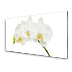 tulup.si Slika na akrilnem steklu Poganjki orchid rože narava 120x60 cm 2 obešalnika