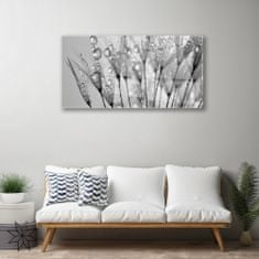 tulup.si Slika na akrilnem steklu Dandelion rastlin 100x50 cm 4 obešalnika