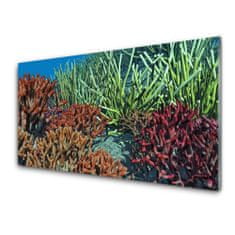 tulup.si Slika na akrilnem steklu Barrier reef narava 125x50 cm 4 obešalnika