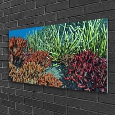 tulup.si Slika na akrilnem steklu Barrier reef narava 100x50 cm 2 obešalnika