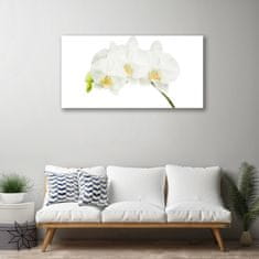 tulup.si Slika na akrilnem steklu Poganjki orchid rože narava 120x60 cm 2 obešalnika