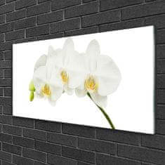 tulup.si Slika na akrilnem steklu Poganjki orchid rože narava 120x60 cm 2 obešalnika