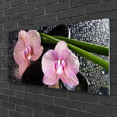 tulup.si Slika na akrilnem steklu Orchid rože orhideja zen 100x50 cm 4 obešalnika