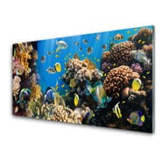 tulup.si Slika na akrilnem steklu Barrier reef narava 125x50 cm 4 obešalnika