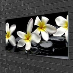 tulup.si Slika na akrilnem steklu Beautiful flower plumeria 100x50 cm 2 obešalnika