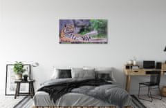 tulup.si Steklena slika Tiger v živalskem vrtu 100x50 cm 4 obešalnika