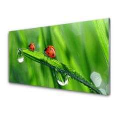 tulup.si Slika na akrilnem steklu Pikapolonica grass drops 100x50 cm 4 obešalnika