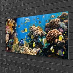 tulup.si Slika na akrilnem steklu Barrier reef narava 100x50 cm 2 obešalnika