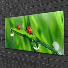 tulup.si Slika na akrilnem steklu Pikapolonica grass drops 100x50 cm 4 obešalnika