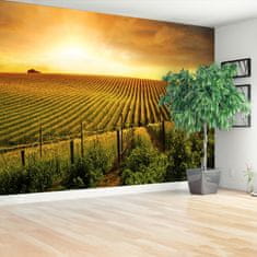 tulup.si Fototapeta Vineyard Samolepilne 208x146 cm