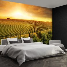 tulup.si Fototapeta Vineyard Samolepilne 208x146 cm