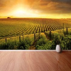 tulup.si Fototapeta Vineyard Samolepilne 208x146 cm