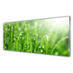 tulup.si Slika na akrilnem steklu Narava grass drops 125x50 cm 4 obešalnika