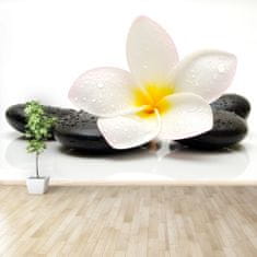 tulup.si Stenska fototapeta Plumeria stones Tapeta 104x70 cm