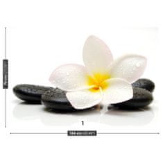 tulup.si Stenska fototapeta Plumeria stones Tapeta 104x70 cm