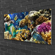 tulup.si Slika na akrilnem steklu Barrier reef narava 100x50 cm 2 obešalnika