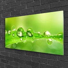 tulup.si Slika na akrilnem steklu Rastlina leaf dew drops 100x50 cm 2 obešalnika