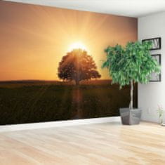 tulup.si Fototapeta Drevo sunrise Tapeta 312x219 cm