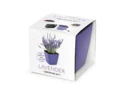 Domestico GROW YOUR LEVANDULA, darilni set s samooskrbnim loncem, FIAL 13X13 CM