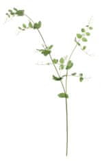 Shishi Cvetovi belega graha, višina 135 cm