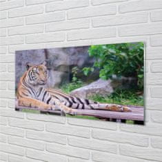 tulup.si Steklena slika Tiger v živalskem vrtu 100x50 cm 4 obešalnika