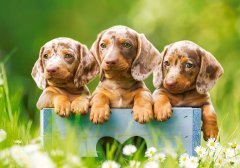 Castorland Puzzle Cute dachshunds 500 kosov