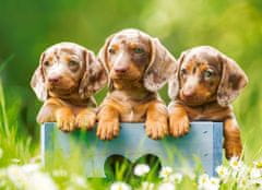 Castorland Puzzle Cute dachshunds 100 kosov