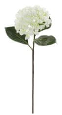 Shishi Hortenzija bela, 70 cm