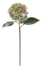 Shishi Hortenzija vijolično zelena, 70 cm