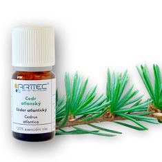 eoshop Cedra atlantski (Cedrus Atlantik), Cedra Atlantik