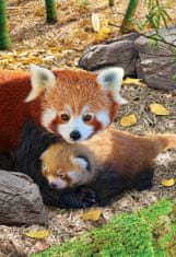 EuroGraphics Puzzle Red Panda XL 250 kosov