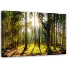 shumee Slika na platnu, Žarki v sončnem gozdu - 60x40