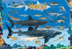 EuroGraphics Puzzle Sharks 100 kosov