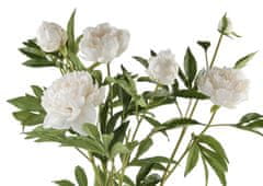 Lene Bjerre Potonika (Paeonia) beli grm, 66 cm