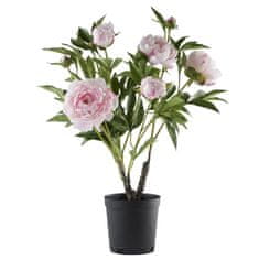 Lene Bjerre Potonika (Paeonia) roza grm, 66 cm