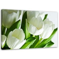 shumee Slika, Beli tulipani - 60x40