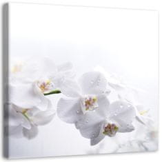 shumee Slika na platnu, Bele orhideje na beli podlagi - 50x50