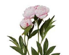 Lene Bjerre Potonika (Paeonia) roza s popkom, 85 cm