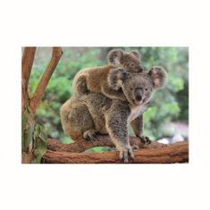 Dino KOALA Z DOJENČKOM 300 XL Puzzle