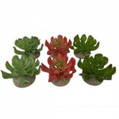 EBI TERRA DELLA Dekoracija za terarij Echeveria 1 v Mix barvah 8,5x8x5,8cm 1kos